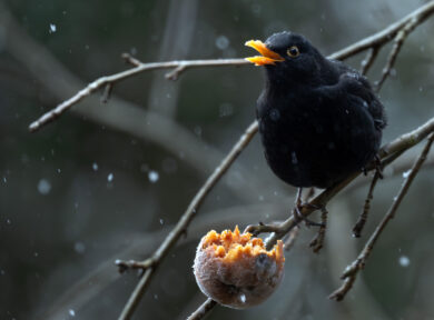 Giorni della merla tra freddo e salute, chi rischia di più