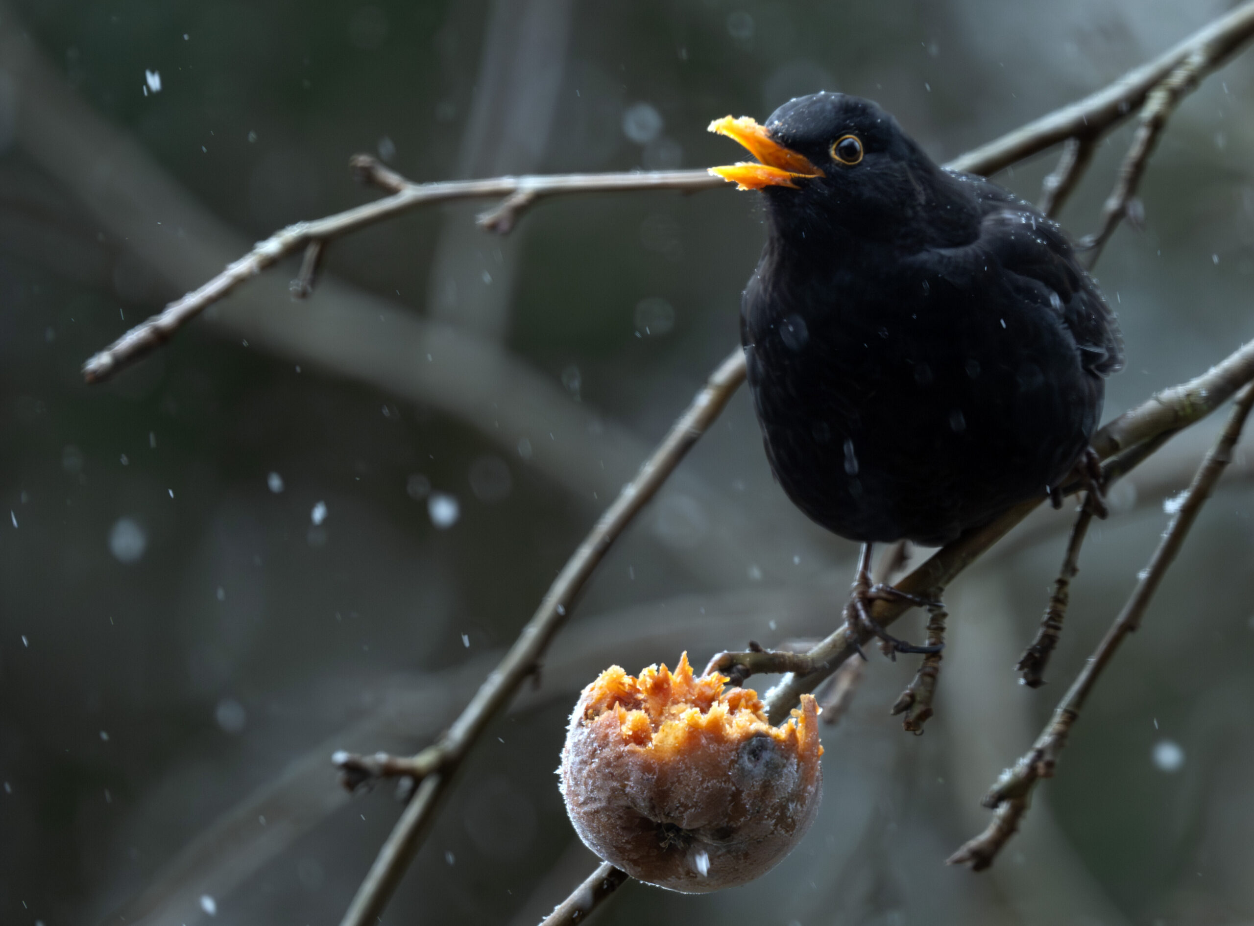 Giorni della merla tra freddo e salute, chi rischia di più