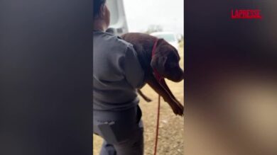 Mississippi, corsa per salvare 200 cani: arriva la tempesta invernale