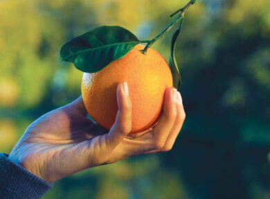 Tornano le arance della salute: l’iniziativa a favore della ricerca sul cancro