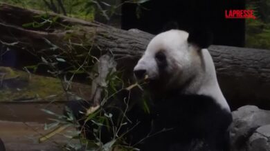 Giappone, gli ultimi gemelli di panda lasciano il paese per tornare in Cina