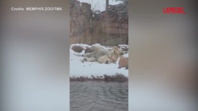 Usa, l'orso polare Koda si gode le imponenti nevicate: le immagini dallo zoo di Memphis