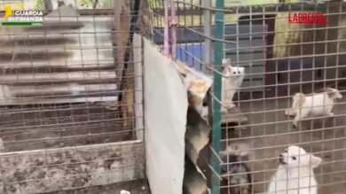 Ercolano, scoperto allevamento abusivo cani: denunciato 25enne