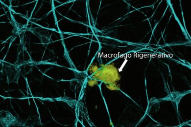 Midollo spinale rigenerato con l’aiuto di cellule alleate del tumore, la scoperta 