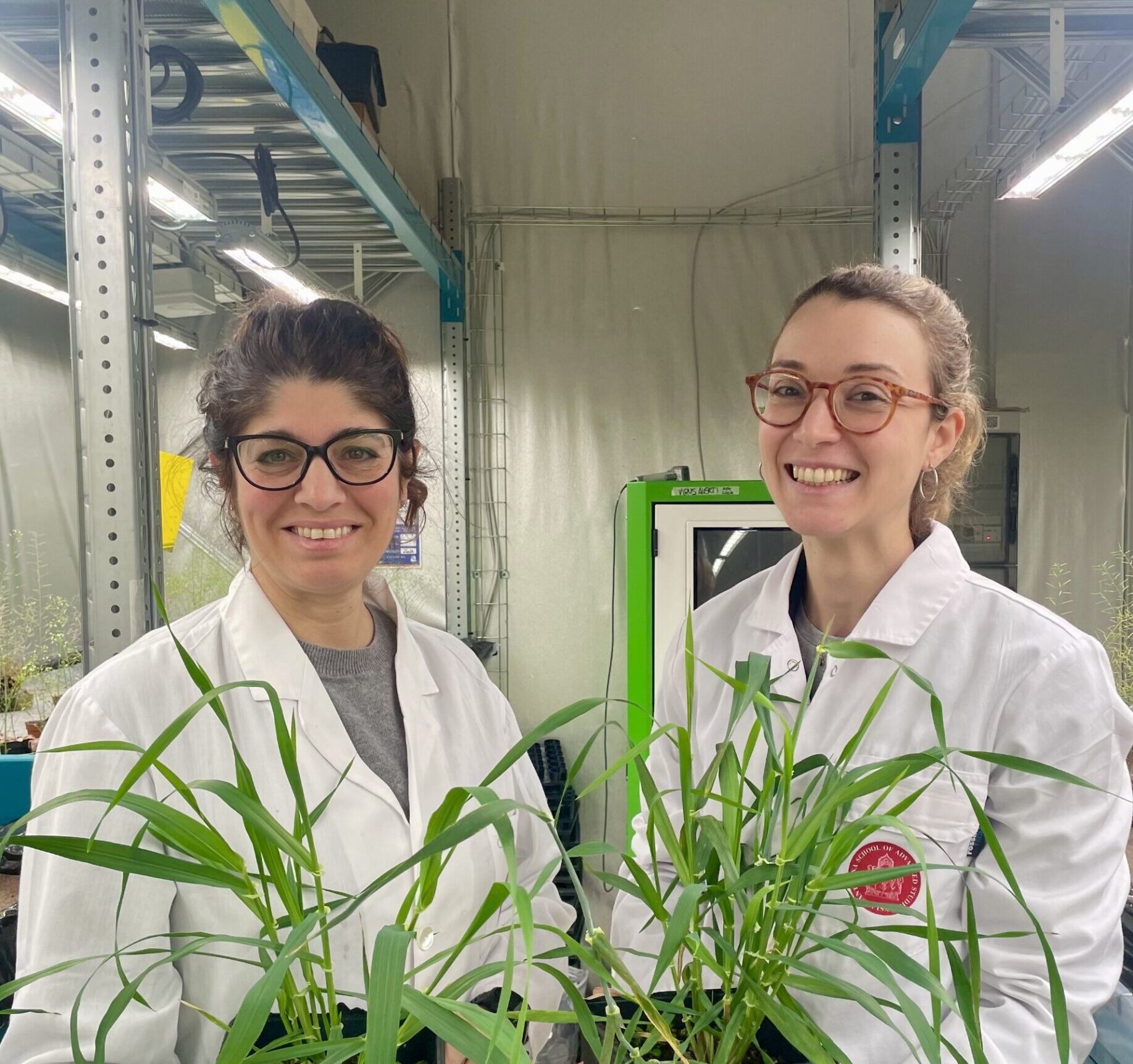 L’orzo resiste alle alluvioni, la chiave è nel genoma L’orzo resiste alle alluvioni, la chiave è nel genoma