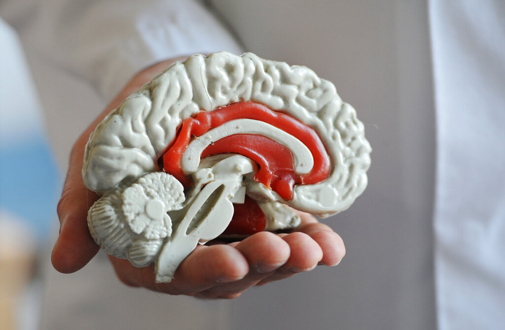 Cervello, tutte le scoperte del programma Mnesys Cervello, tutte le scoperte del programma Mnesys