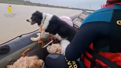 Spagna, inondazione nella regione di Jerez de la Frontera: le immagini del salvataggio degli animali