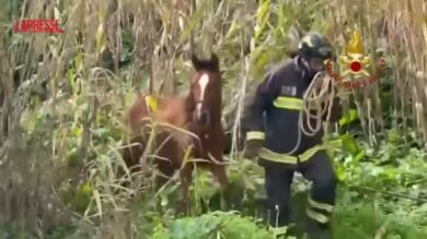 Niscemi: soccorsi 15 cavalli, 3 asini e 2 cani a ridosso della frana