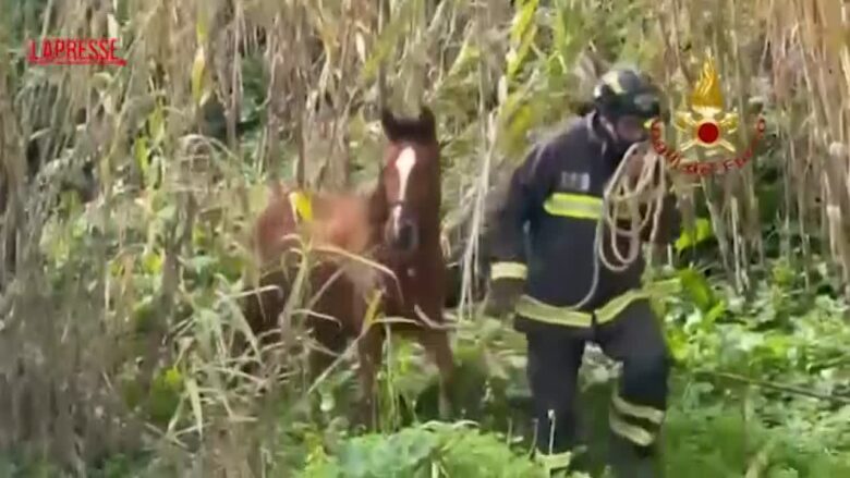 Niscemi: soccorsi 15 cavalli, 3 asini e 2 cani a ridosso della frana