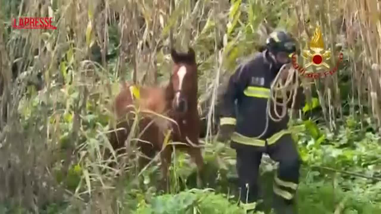 Niscemi: soccorsi 15 cavalli, 3 asini e 2 cani a ridosso della frana Niscemi: soccorsi 15 cavalli, 3 asini e 2 cani a ridosso della frana