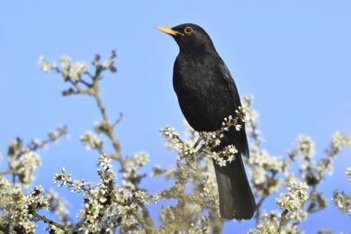Giorni della Merla 2026, cosa sono e quando cadono