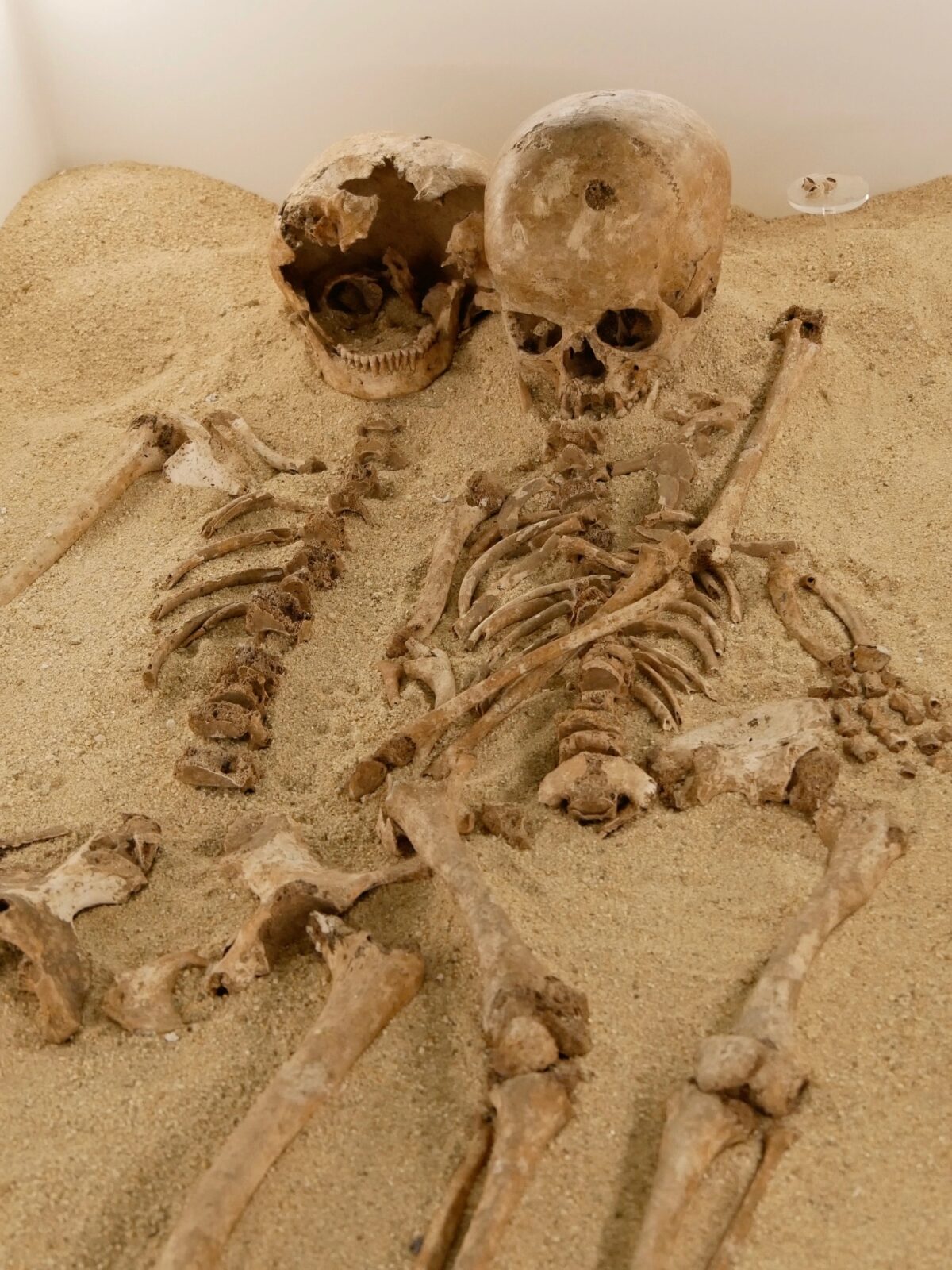 Il mistero della Grotta del Romito svelato dal Dna dopo 12mila anni Il mistero della Grotta del Romito svelato dal Dna dopo 12mila anni