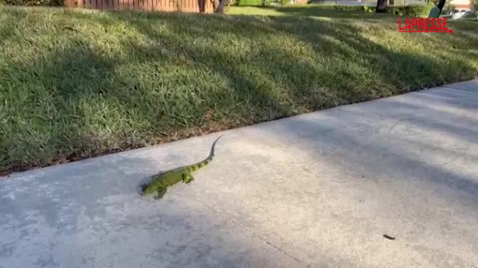 usa iguane stordite dall ondata di gelo che ha colpito la florida da Lapresse.it usa iguane stordite dall ondata di gelo che ha colpito la florida