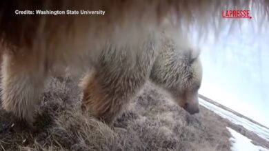 Alaska, le incredibili immagini dei grizzly riprese dagli stessi orsi