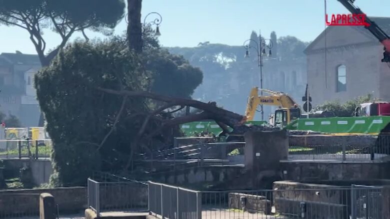 Roma, al via i lavori di messa in sicurezza dell’albero caduto a via dei Fori Imperiali