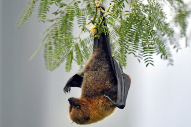 Virus Nipah sotto controllo: rischio molto basso di diffusione in Europa