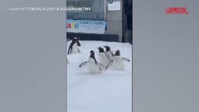 Usa, allo zoo di Pittsburgh la gioia dei pinguini che giocano nella neve