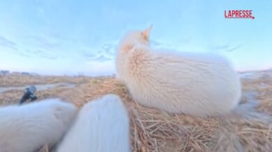 Groenlandia, cane ruba la fotocamera a un giornalista e si riprende mentre la nasconde sotto una slitta