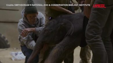 Smithsonian Zoo: è nata una elefantessa asiatica, primo arrivo in quasi 25 anni