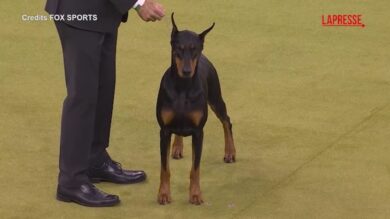 Il dobermann pinscher Penny vince la 150ª edizione del Westminster Dog Show