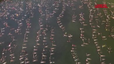 Argentina, più di 1800 persone tentano di battere il Guinness World Record di galleggiamento simultaneo