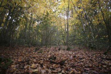 Famiglia nel bosco, lo psichiatra: “I bambini stanno male”