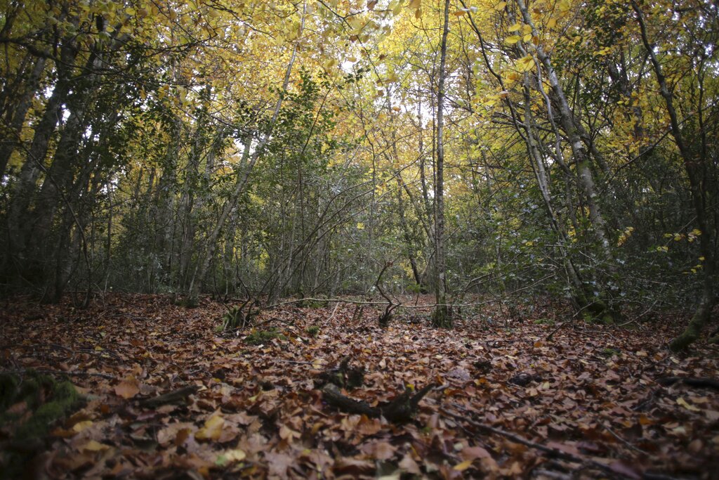 Famiglia nel bosco, lo psichiatra: “I bambini stanno male”