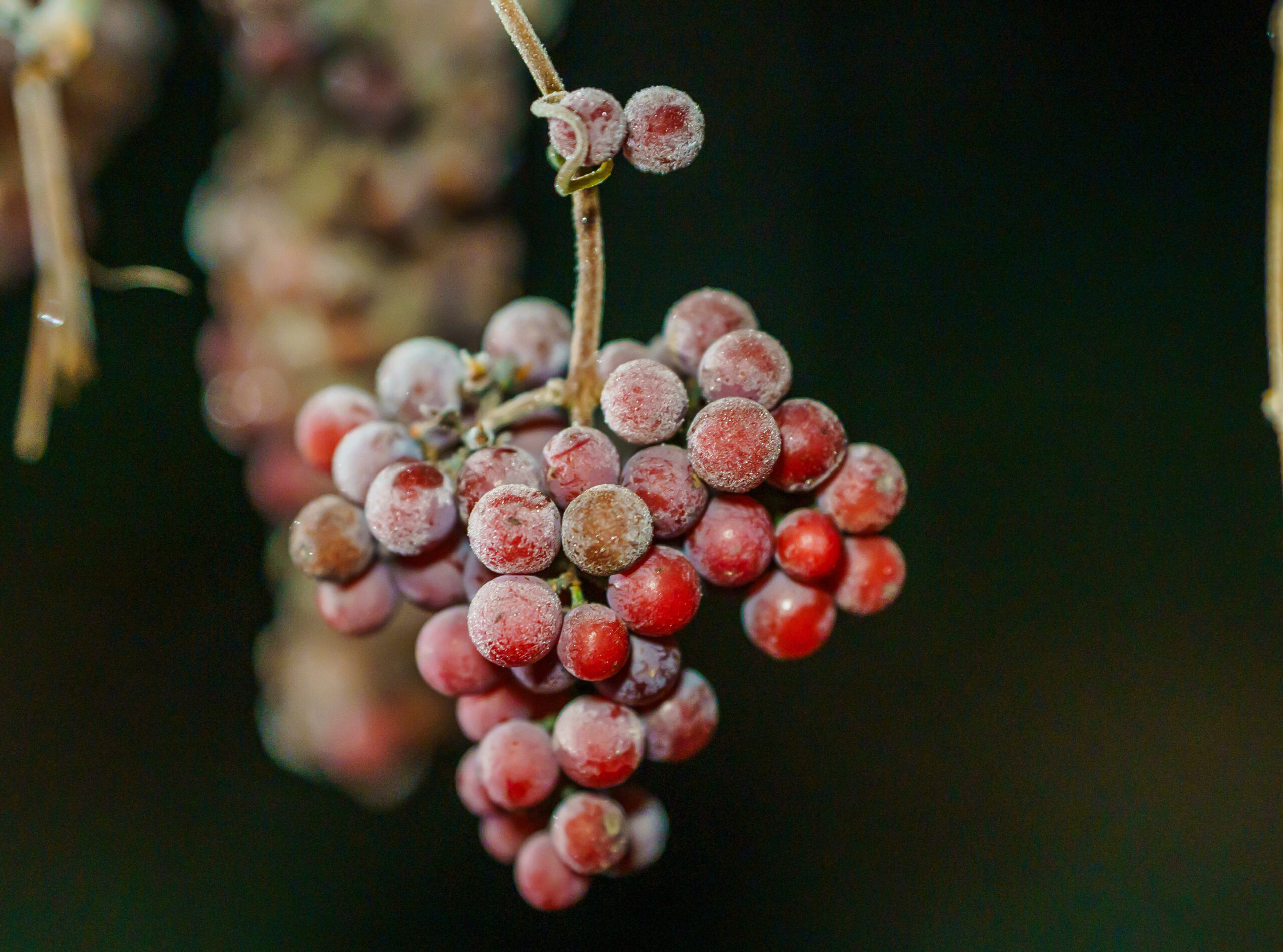 Polifenoli delle meraviglie, alleati di bellezza contro l’invecchiamento della pelle