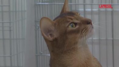 Mosca, il gatto più bello del mondo alla mostra “Golden Paw”