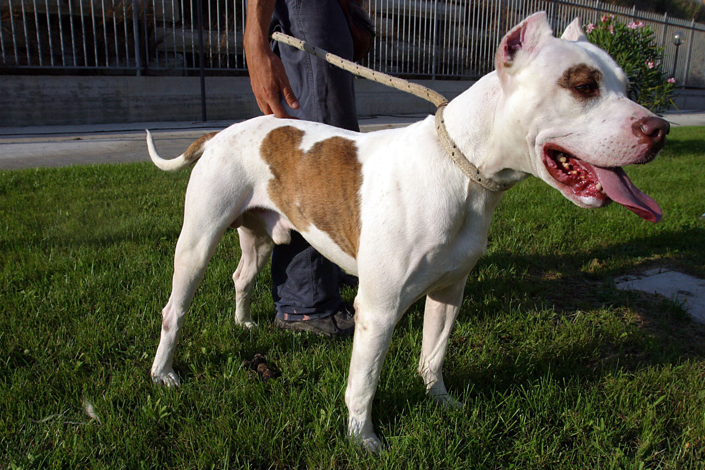 frosinone pitbull azzanna bimba di 2 anni da Lapresse.it frosinone pitbull azzanna bimba di 2 anni