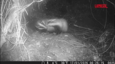San Valentino, le effusioni dei tassi: tempo d'amore anche per gli animali