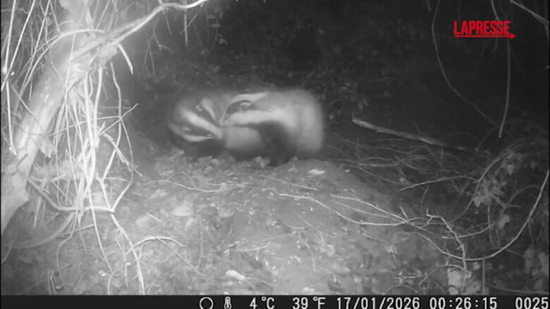 San Valentino, le effusioni dei tassi: tempo d'amore anche per gli animali