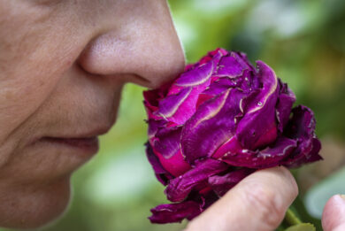 Olfatto ‘spia’ della salute di cuore e cervello, la ricerca 