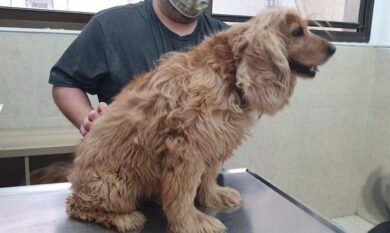 Per i cani obesi più rischi di malattie agli occhi: la ricerca