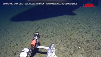 Squalo ripreso per la prima volta nelle profondità dell'Antartide