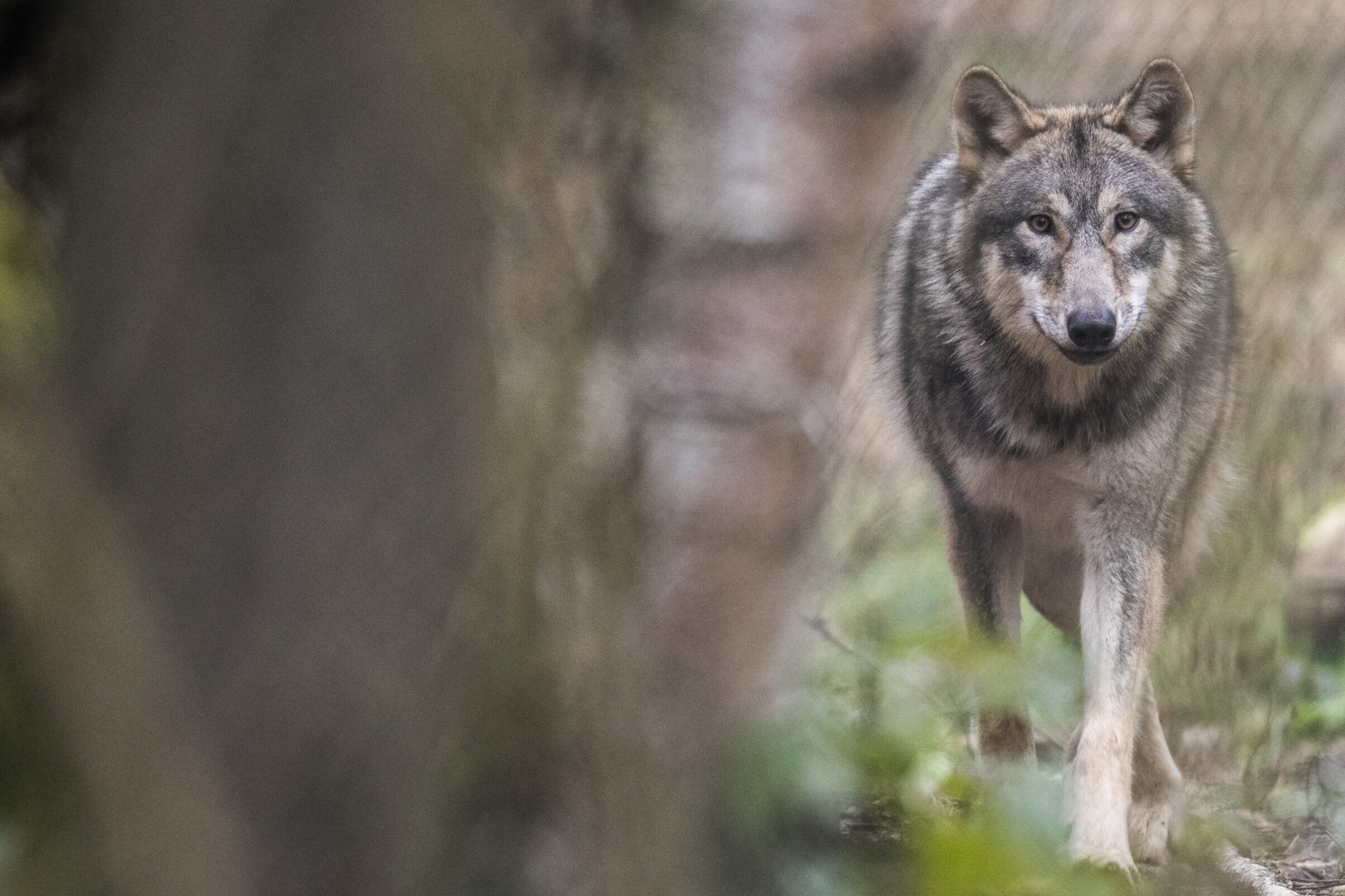 Altro che Cappuccetto Rosso: i lupi hanno paura dell’uomo