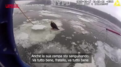 New York, la polizia salva un'aquila rimasta bloccata nel ghiaccio del fiume Hudson