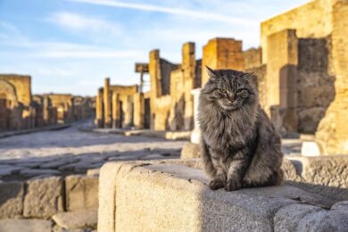 Pompei, morto Lince: era il gatto ‘decano’ degli Scavi
