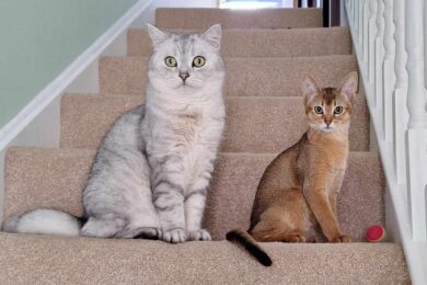 Caccia ai segreti del tumore nei gatti, la ricerca promettente anche per l’uomo