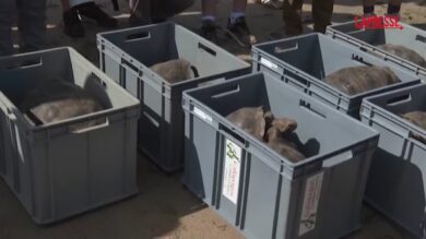 Galapagos, 158 tartarughe liberate sull'isola Floreana