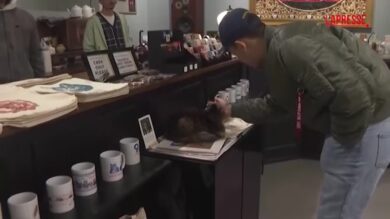 Turchia, il “Cat Museum Istanbul” celebra i gatti presenti in città