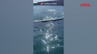 Napoli: avvistata una balenottera nel porto