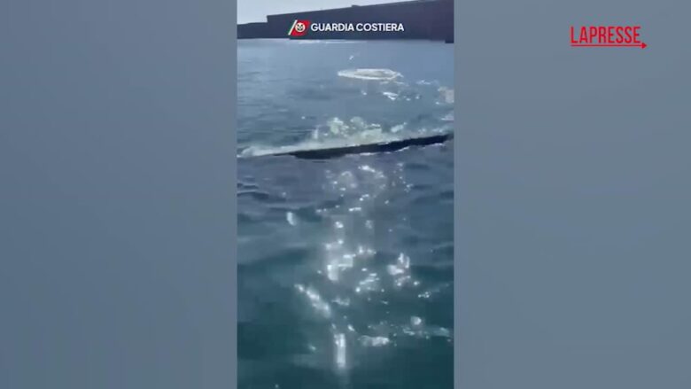 Napoli: avvistata una balenottera nel porto