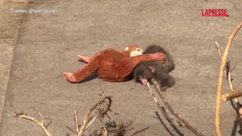 Giappone, cucciolo di macaco gioca con una scimmia di peluche e diventa star dei social