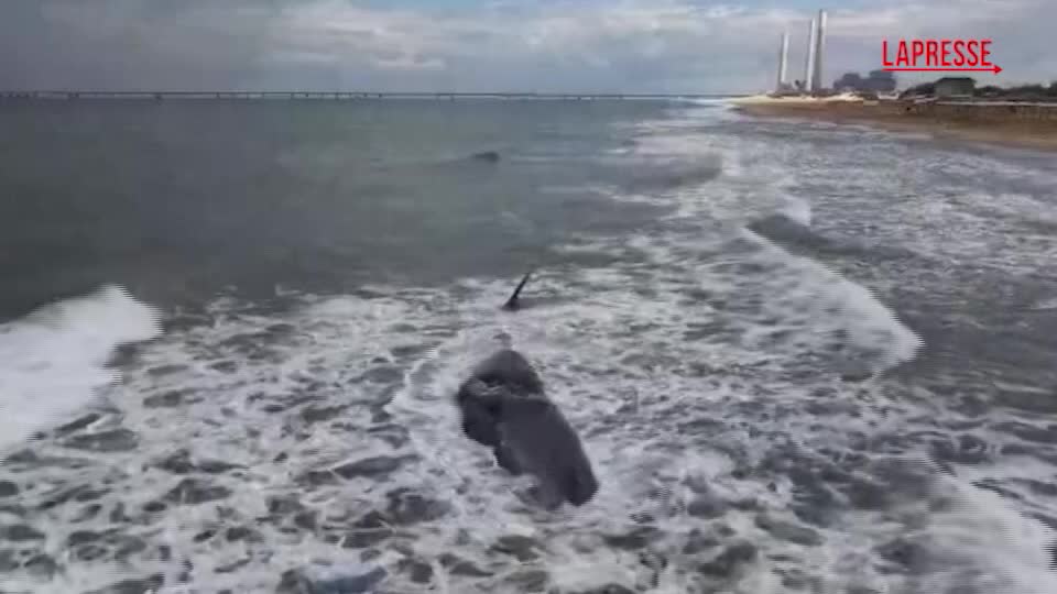 Israele, ritrovato morto un capodoglio in via d'estinzione