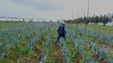 TG Green 26 febbraio – Salute e ambiente parte del prezzo del cibo, la nuova campagna di NaturaSì