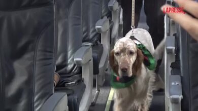 Salvini a Fiumicino per il primo volo Aeroitalia con cani a bordo: “Non sono bagagli ma passeggeri”