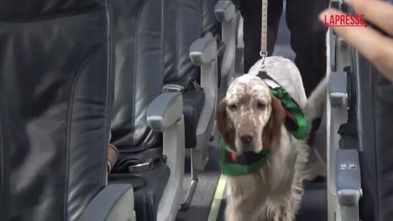 Salvini a Fiumicino per il primo volo Aeroitalia con cani a bordo: “Non sono bagagli ma passeggeri”