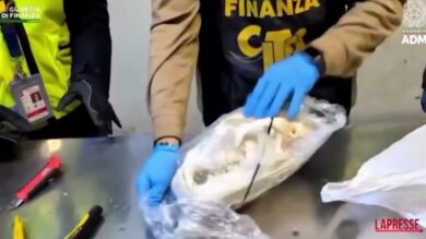Malpensa, sequestrato nella cargo city dell'aeroporto il cranio di un orso bruno