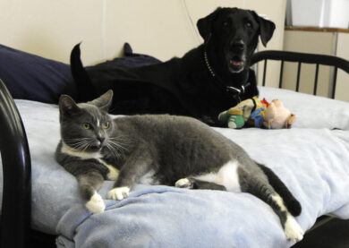 Cani e gatti a rischio di patologie orali, ecco come prevenirle 